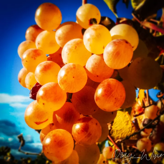 Close Up picture on a Zibibbo grape also called Muscat d'Alexandrie